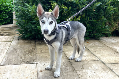 Bon, Husky Welpen - Rüde