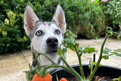 Bon, Husky Welpen - Rüde