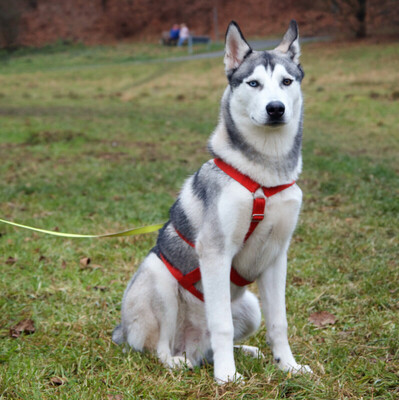 Bon, Husky Welpen - Rüde