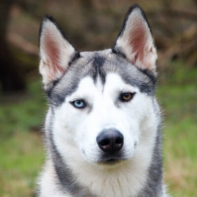 Bon, Husky Welpen - Rüde