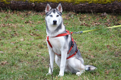 Bon, Husky Welpen - Rüde