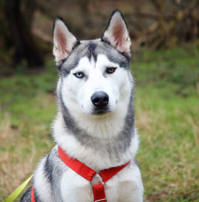 Bon, Husky Welpen - Rüde