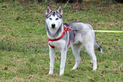 Bon, Husky Welpen - Rüde