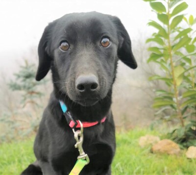 Bonbon, Labrador-Viszla-Mischling Welpen - Hündin