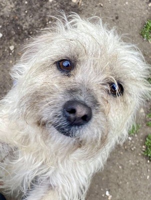 Bonbonica, Mix - Hündin