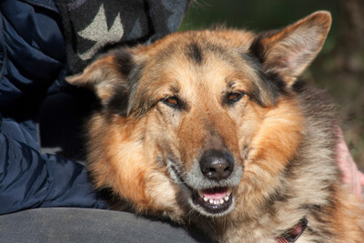 Bondi, Colli-Mix - Rüde