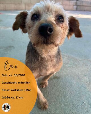 Boni