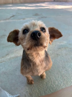 Boni, Yorkshire-Mix - Rüde