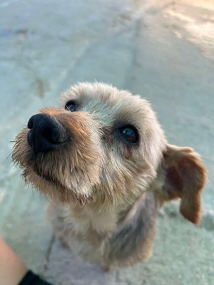 Boni, Yorkshire-Mix - Rüde