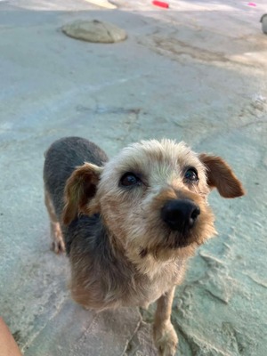 Boni, Yorkshire-Mix - Rüde