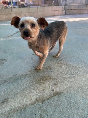 Boni, Yorkshire-Mix - Rüde
