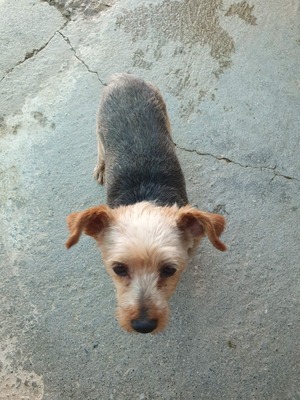 Boni, Yorkshire-Mix - Rüde