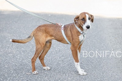 Bonifac - Aktiver Hundemann ca. 2 Jahre, Mischling - Rüde