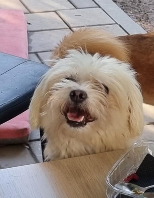Bonja, Bichon - Malteser - Mix - Hündin