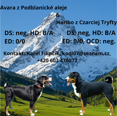 Bonnie, Appenzeller Welpen - Hündin