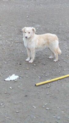 Bonnie, Mischling - Hündin