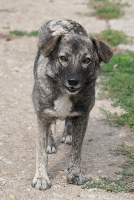 Bonnie, Mischling - Hündin