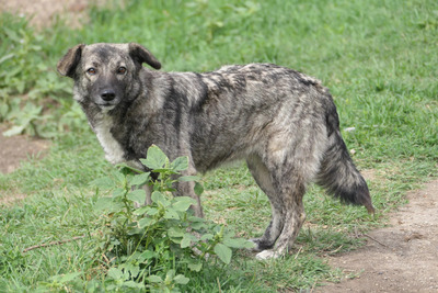 Bonnie, Mischling - Hündin