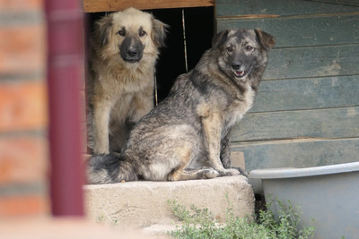 Bonnie, Mischling - Hündin