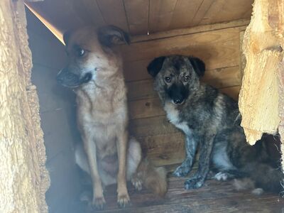 Bonnie, Mischling - Hündin