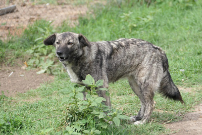 Bonnie, Mischling - Hündin