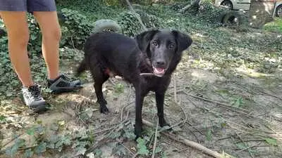 Bonnie, Mischling Welpen - Hündin