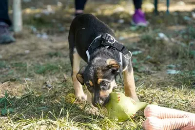 Bonnie, Mischling Welpen - Hündin
