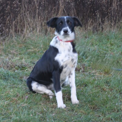 Bonnie, Mischlinge - Hündin