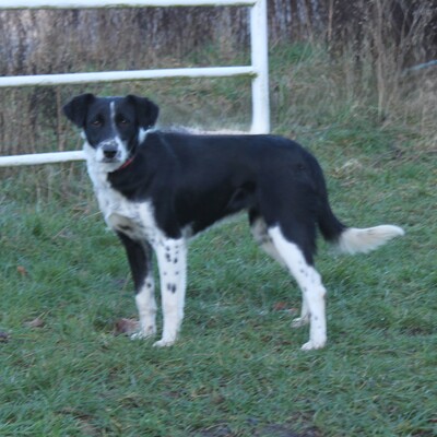 Bonnie, Mischlinge - Hündin