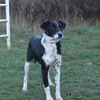 Bonnie, Mischlinge - Hündin