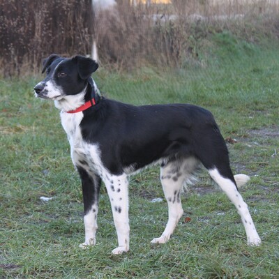 Bonnie, Mischlinge - Hündin