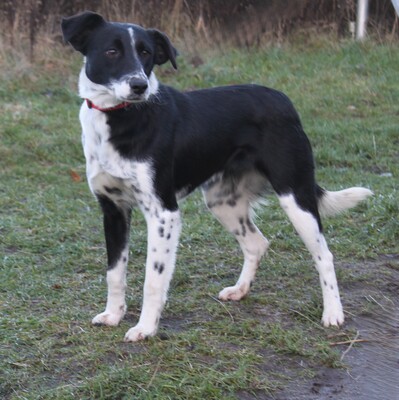 Bonnie, Mischlinge - Hündin