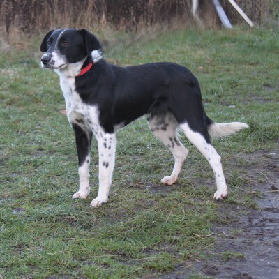 Bonnie, Mischlinge - Hündin