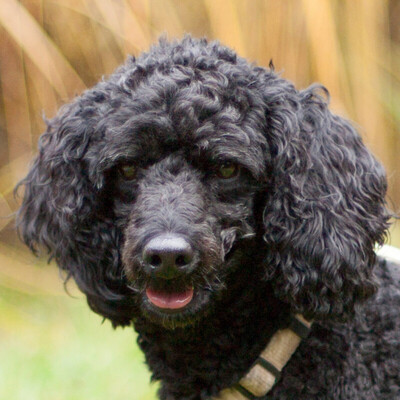 Bonnie Pu, Pudel - Hündin