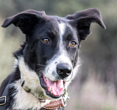 Bonnie – ein Powermix, Portug. Schäferhund / Border Collie - Hündin