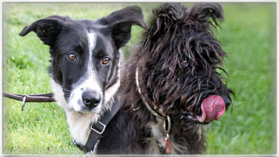 Bonnie – ein Powermix, Portug. Schäferhund / Border Collie - Hündin