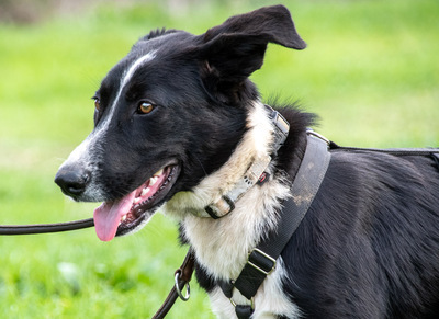 Bonnie – ein Powermix, Portug. Schäferhund / Border Collie - Hündin