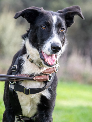 Bonnie – ein Powermix, Portug. Schäferhund / Border Collie - Hündin