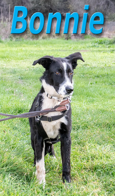 Bonnie – ein Powermix, Portug. Schäferhund / Border Collie - Hündin