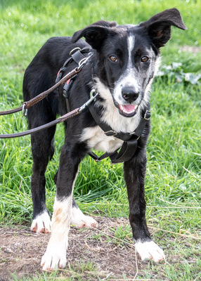 Bonnie – ein Powermix, Portug. Schäferhund / Border Collie - Hündin