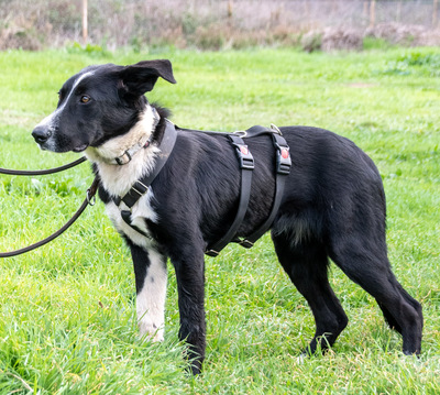 Bonnie – ein Powermix, Portug. Schäferhund / Border Collie - Hündin