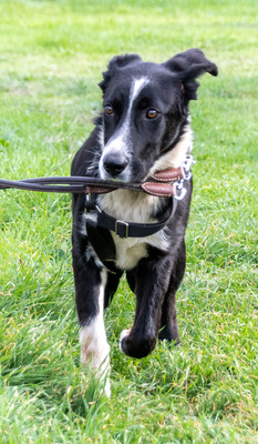 Bonnie – ein Powermix, Portug. Schäferhund / Border Collie - Hündin