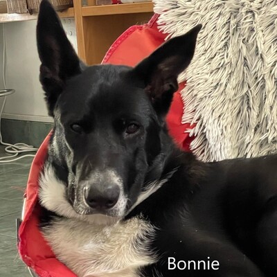 Bonnie, geb. 2021, sucht ihr Zuhause, Mischling - Hündin