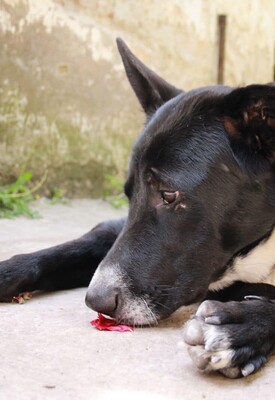 Bonnie, geb. 2021, sucht ihr Zuhause, Mischling - Hündin