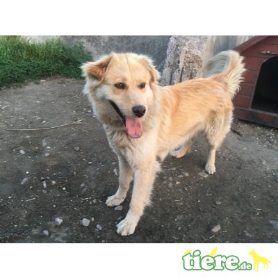 Bonnie - kinderlieb,freundl,anhängl, - Hündin