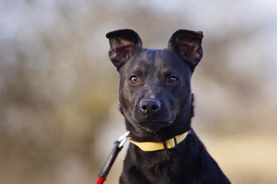 Bonny, Mischlingshündin - Hündin