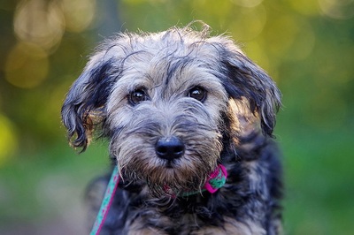Bonny, Terrier-Mischling Welpen - Hündin