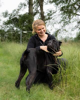 Bono, Cane Corso Italiano - Rüde