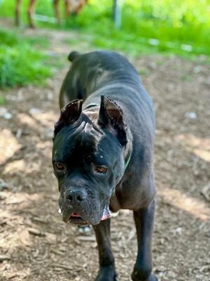 Bono, Cane Corso Italiano - Rüde
