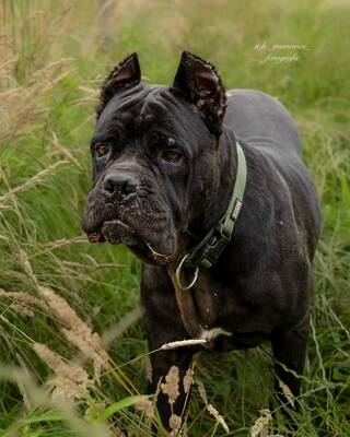 Bono, Cane Corso Italiano - Rüde